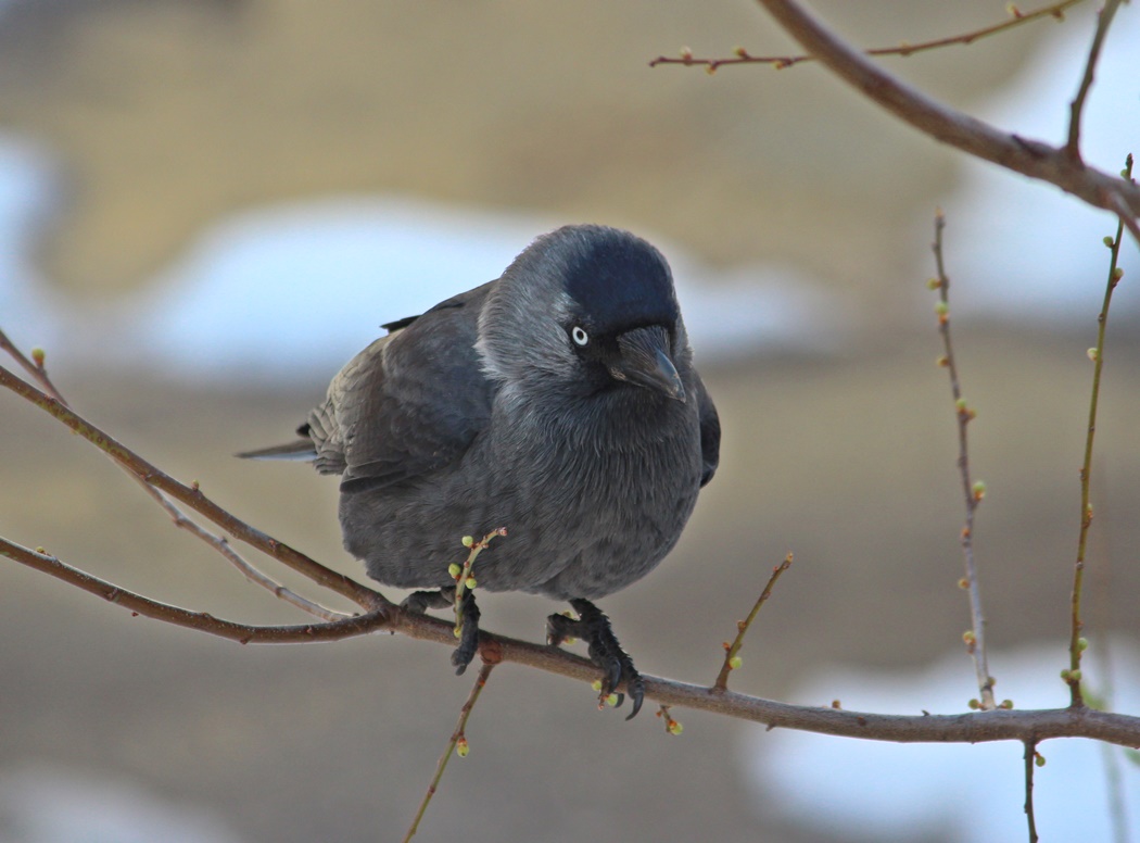 Western Jackdaw