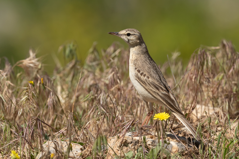 Tawny Pipit