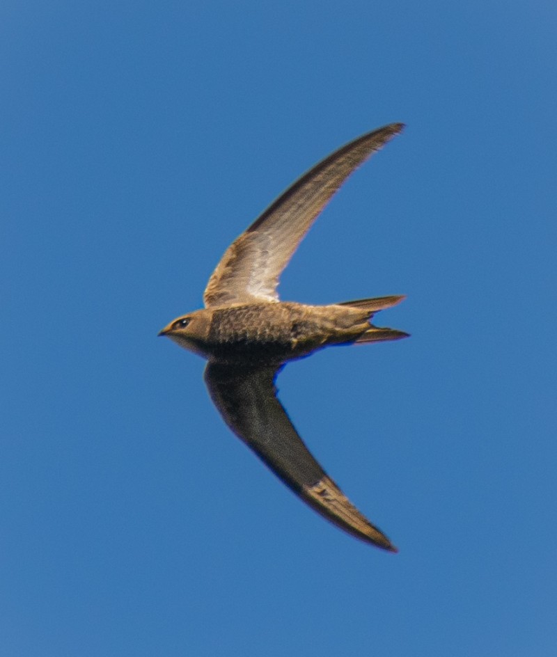 Pallid Swift