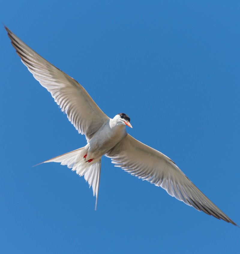 Common Tern