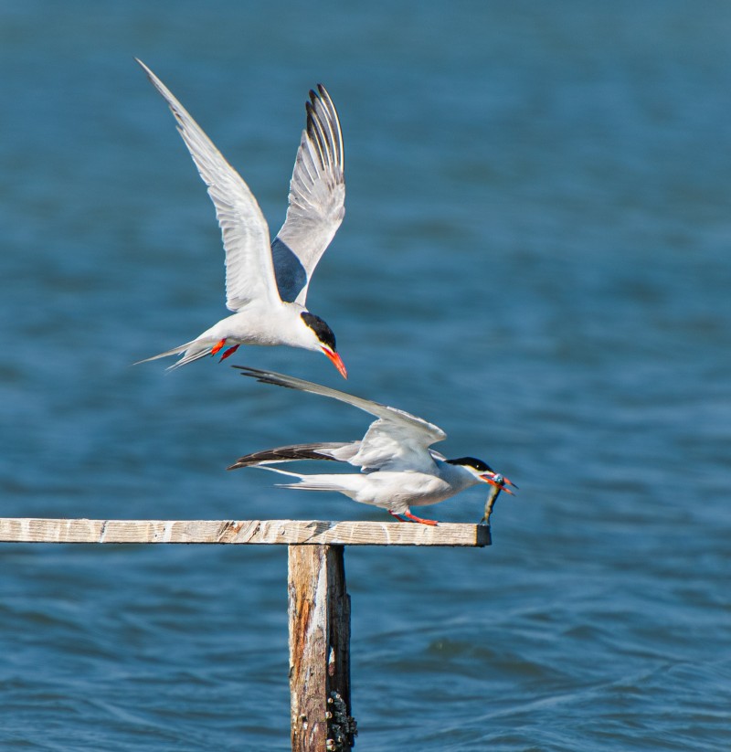 Common Tern