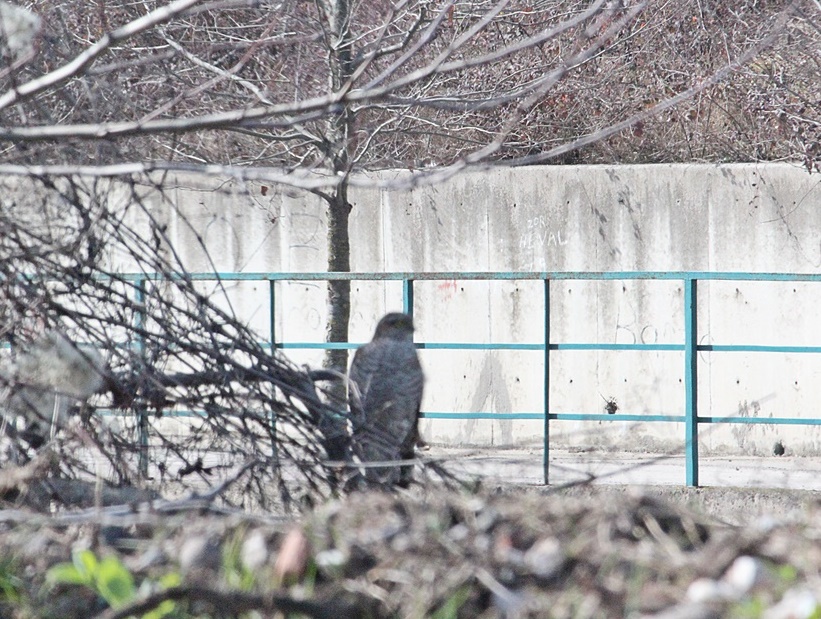 Eurasian Sparrowhawk