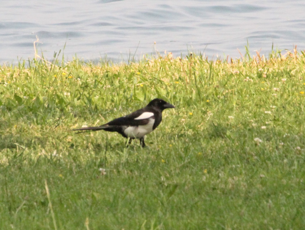 Eurasian Magpie