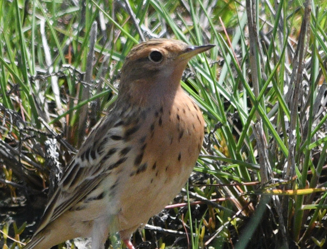 Red-throated Pipit