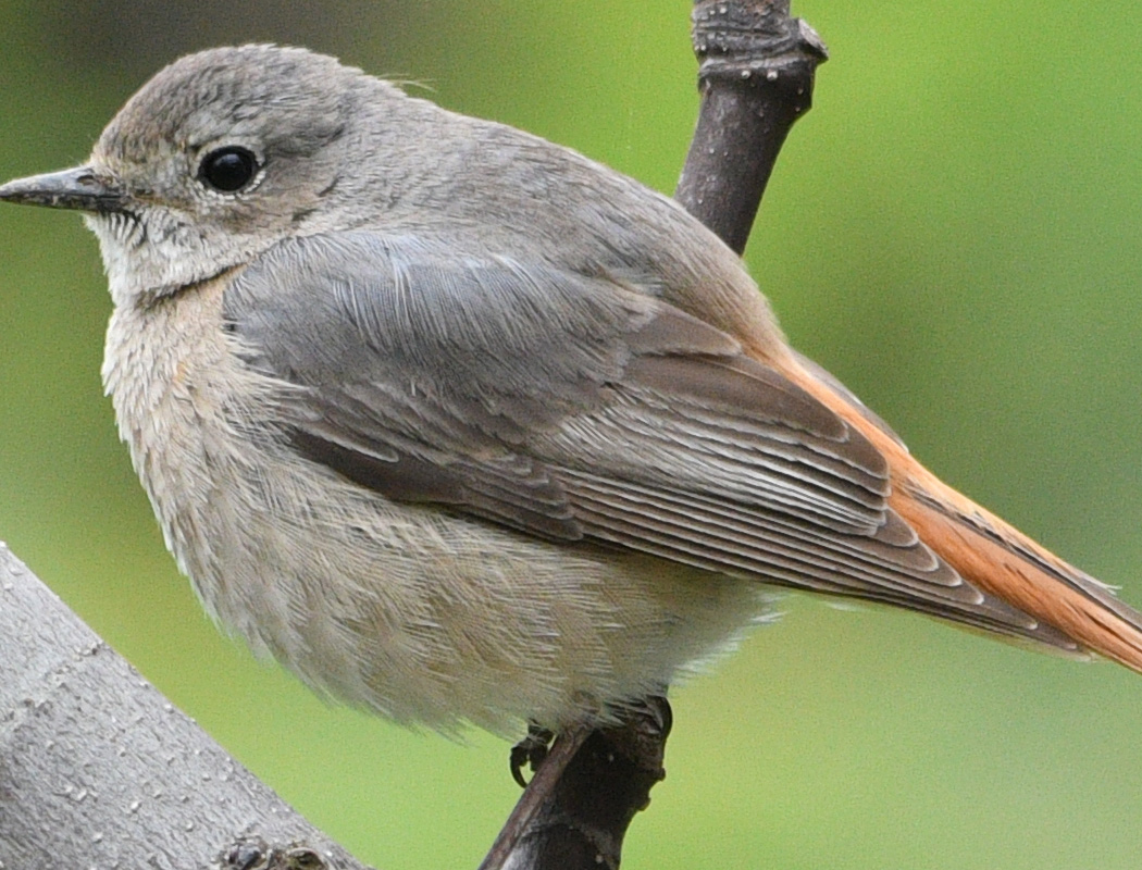 Black Redstart