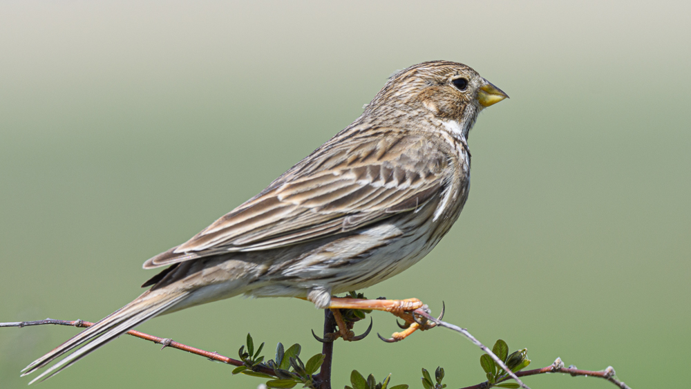 Corn Bunting