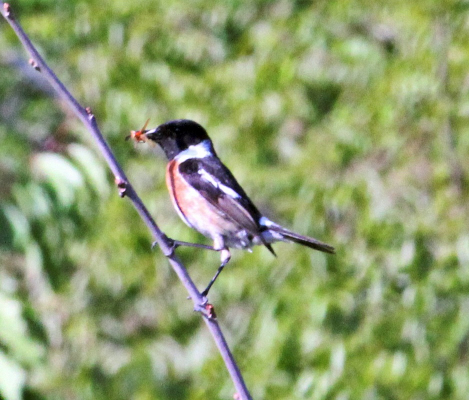 European Stonechat