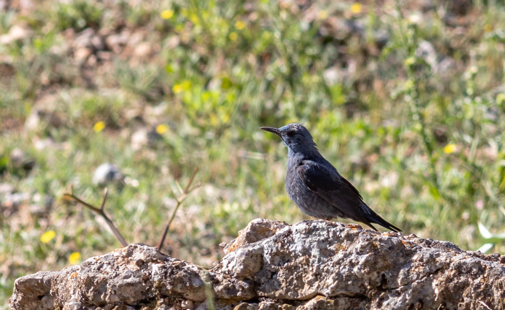 Blue Rock Thrush