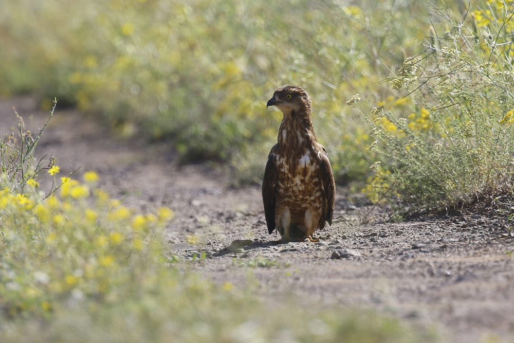 European Honey Buzzard