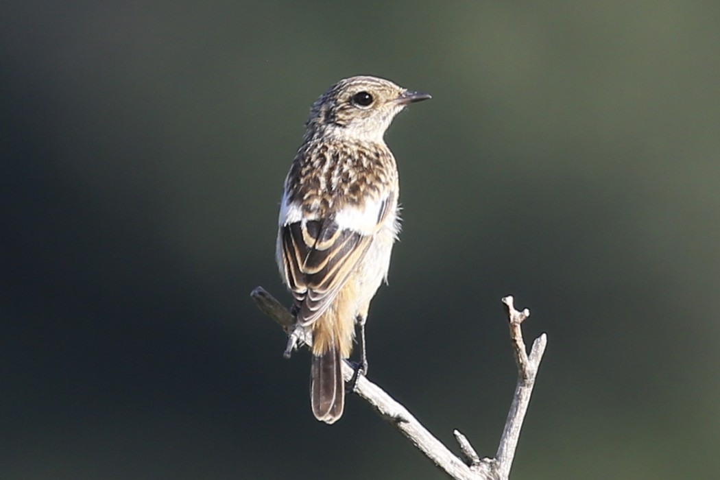 European Stonechat