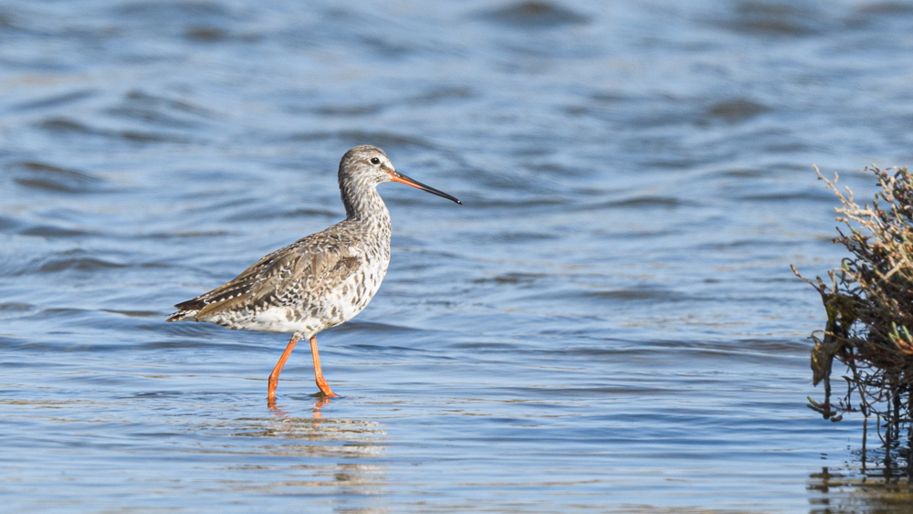 Spotted Redshank