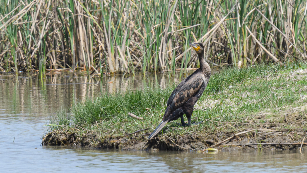 Great Cormorant