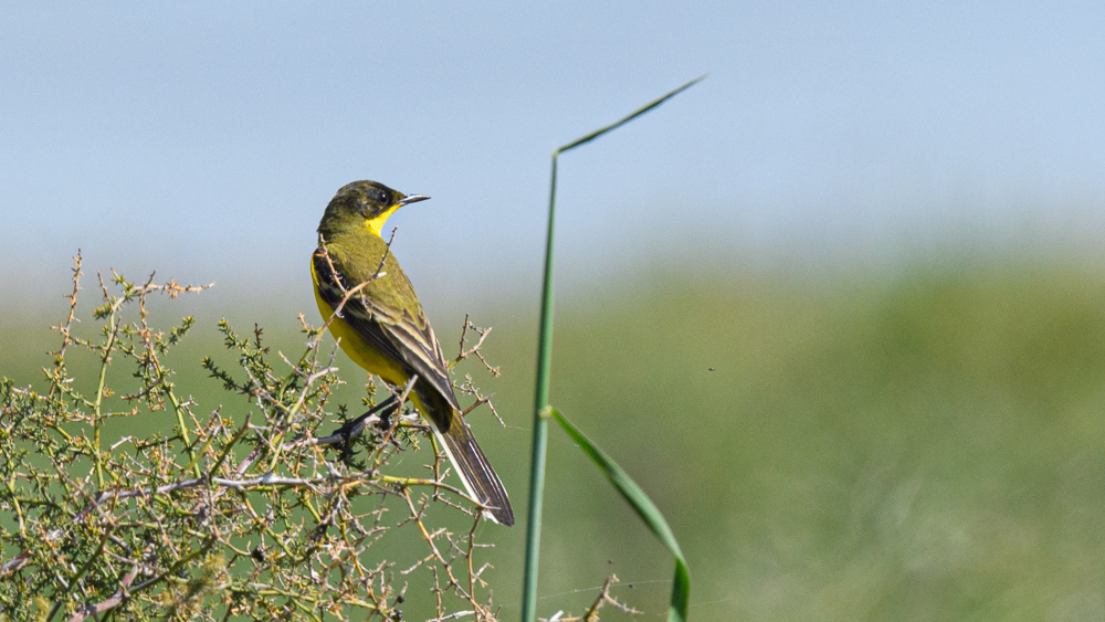 Western Yellow Wagtail