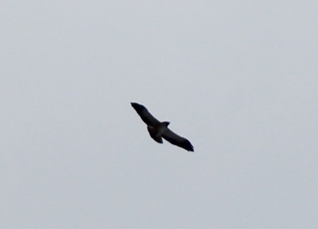 Booted Eagle