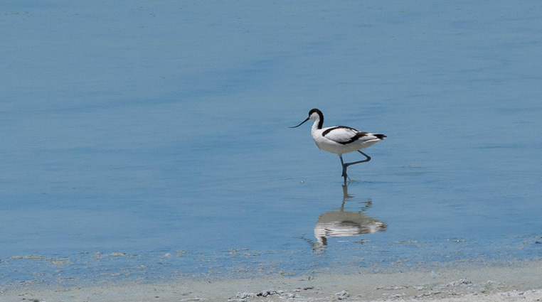 Pied Avocet