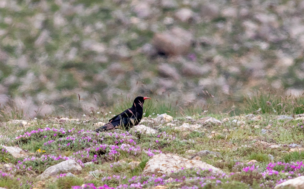 Red-billed Chough