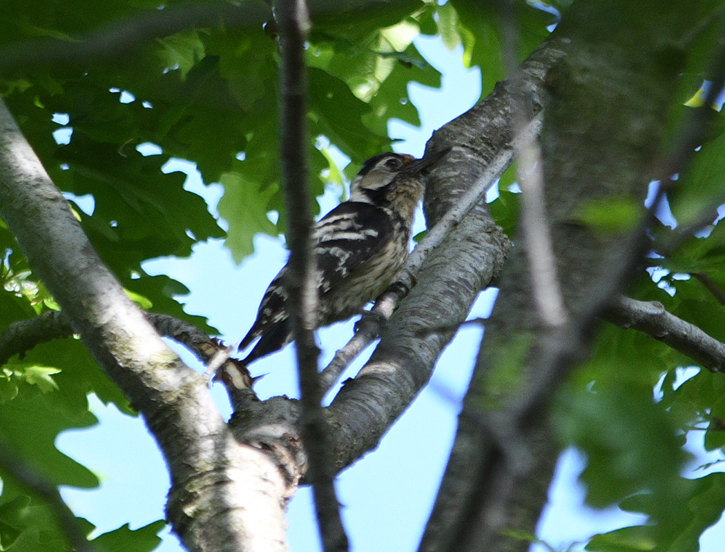 Lesser Spotted Woodpecker