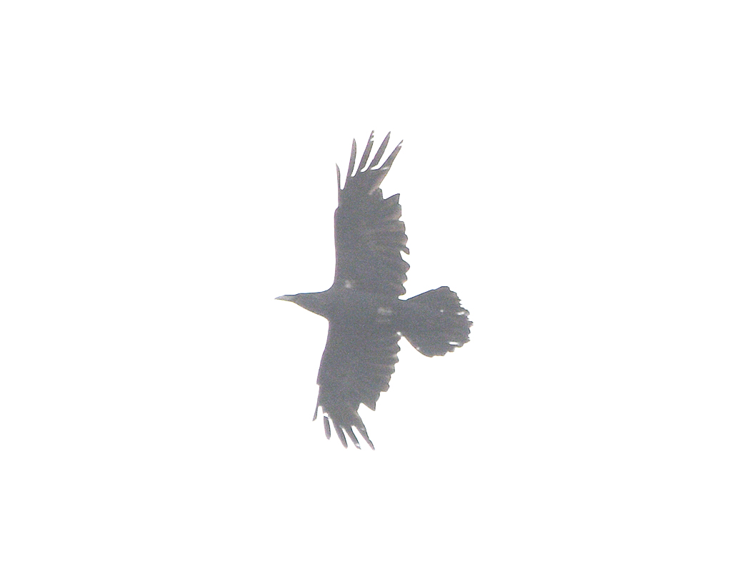 Northern Raven