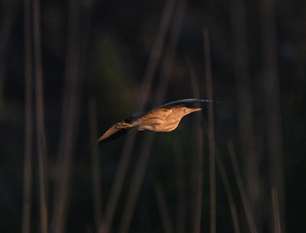 Little Bittern