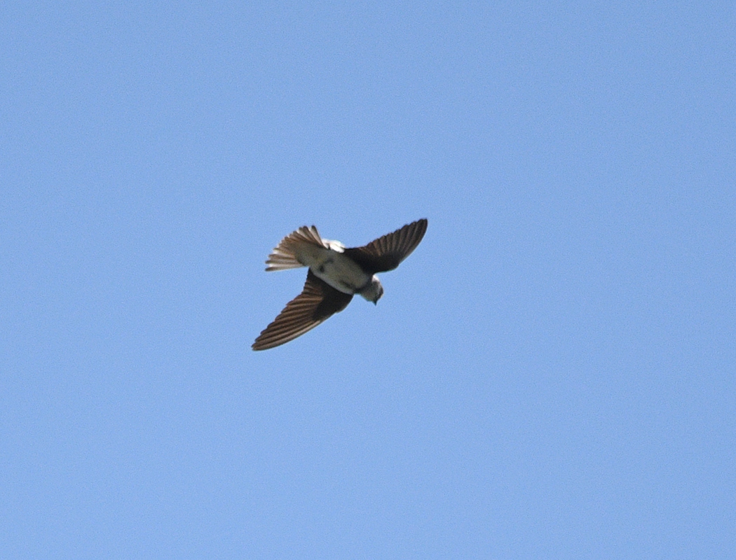 Sand Martin
