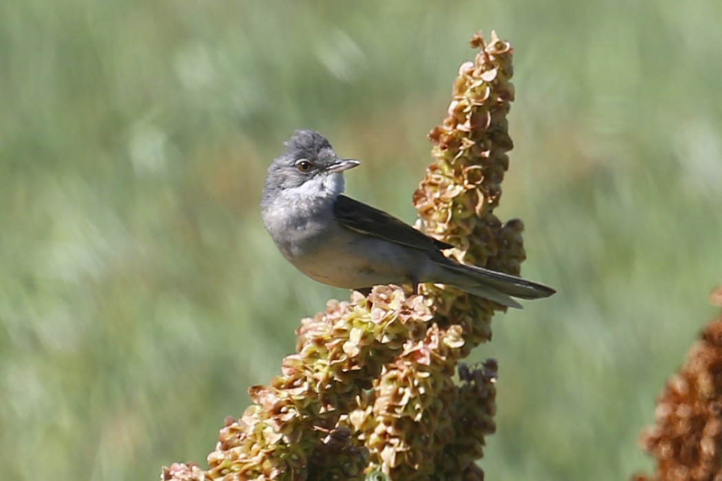 Common Whitethroat