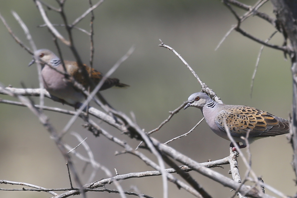 European Turtle Dove