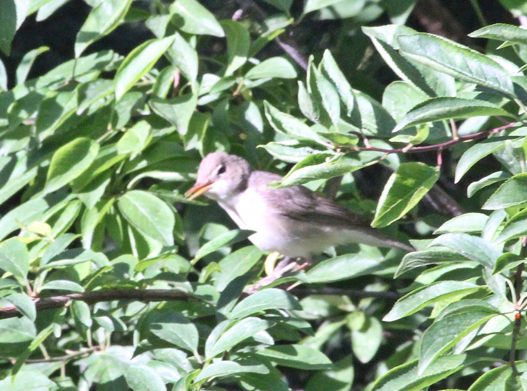 Eastern Olivaceous Warbler
