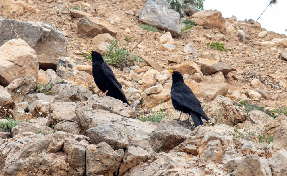 Alpine Chough