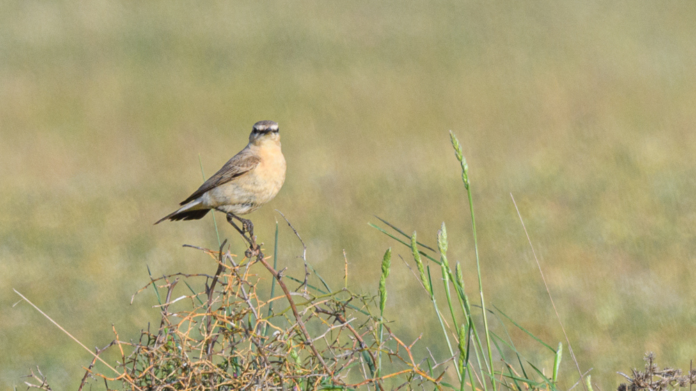 Isabelline Wheatear