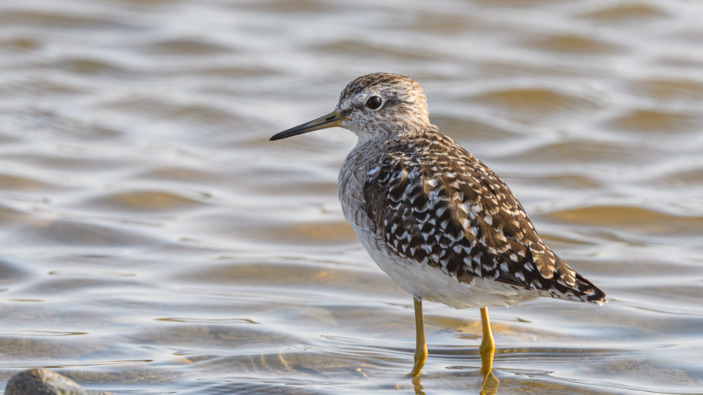 Wood Sandpiper