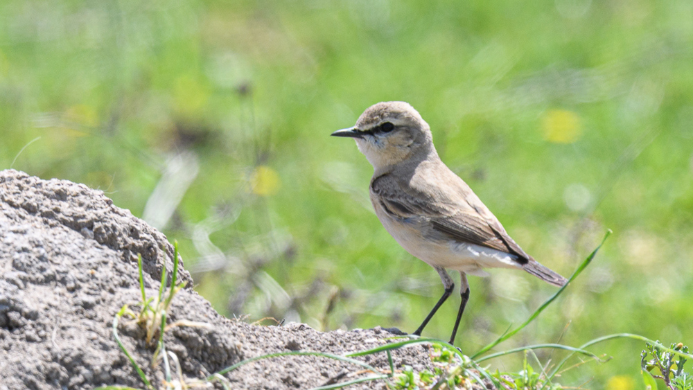 Isabelline Wheatear