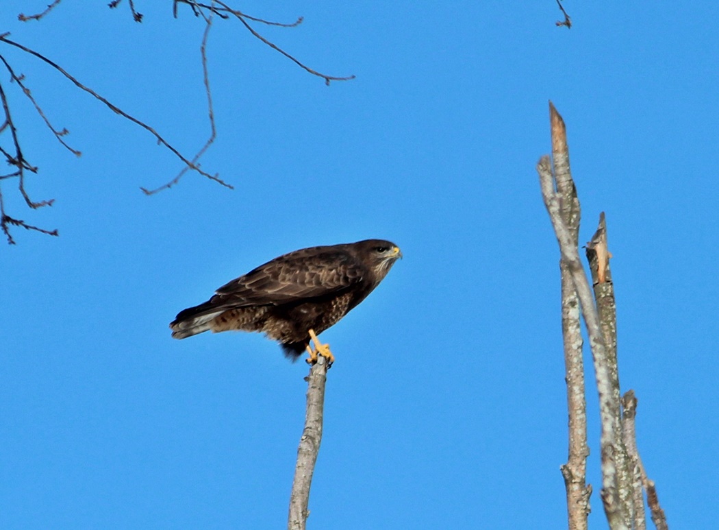 Common Buzzard