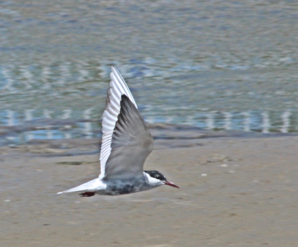 Whiskered Tern