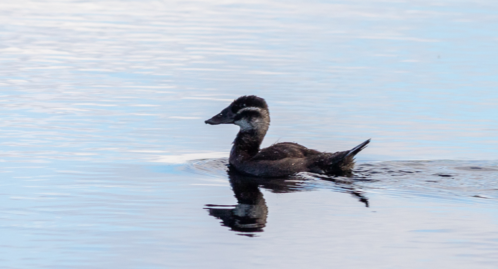 White-headed Duck