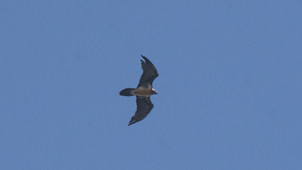 Bearded Vulture