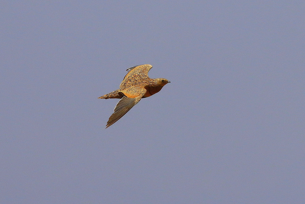 Black-bellied Sandgrouse