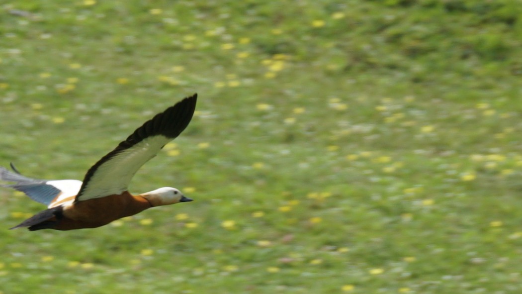 Ruddy Shelduck