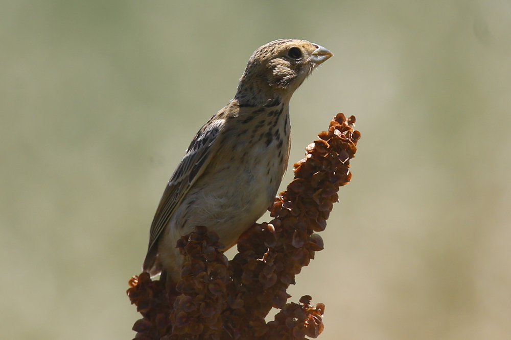 Corn Bunting