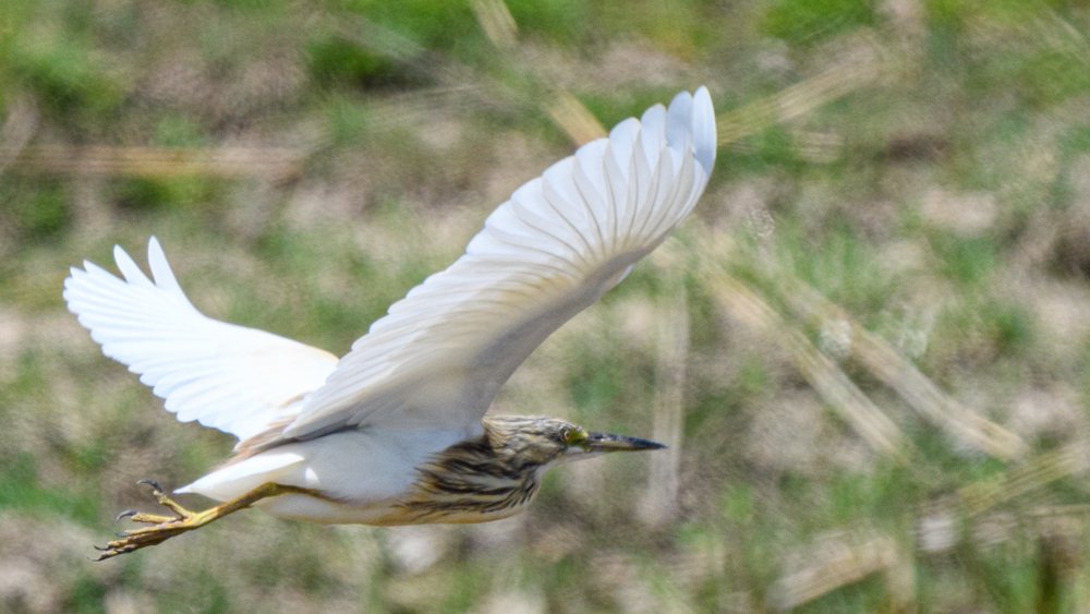 Squacco Heron