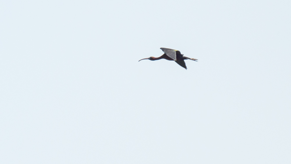 Glossy Ibis