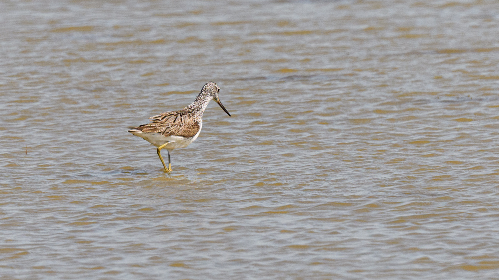 Common Greenshank