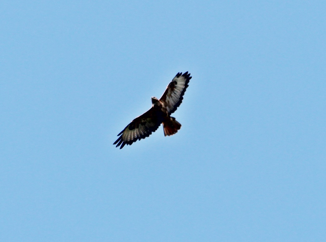 Common Buzzard