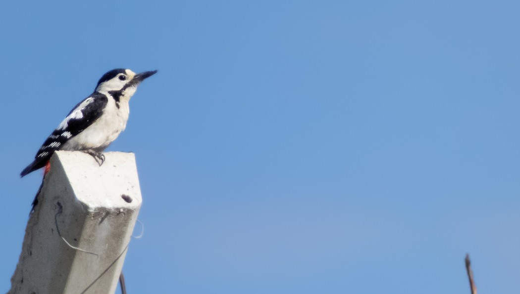 Syrian Woodpecker
