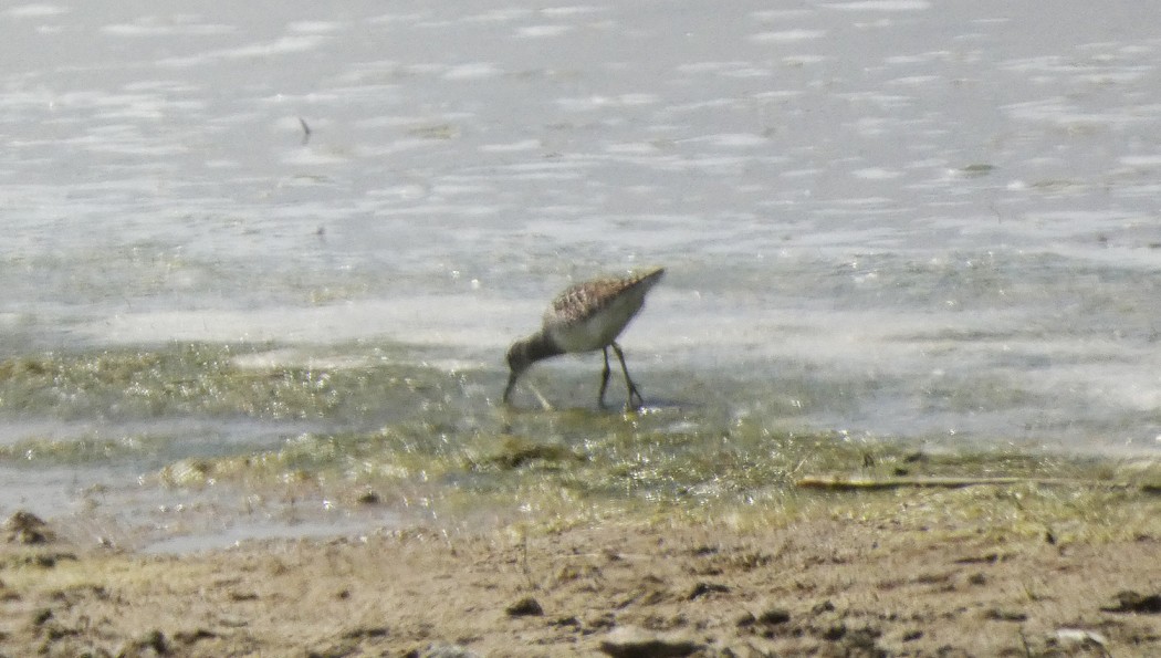 Wood Sandpiper