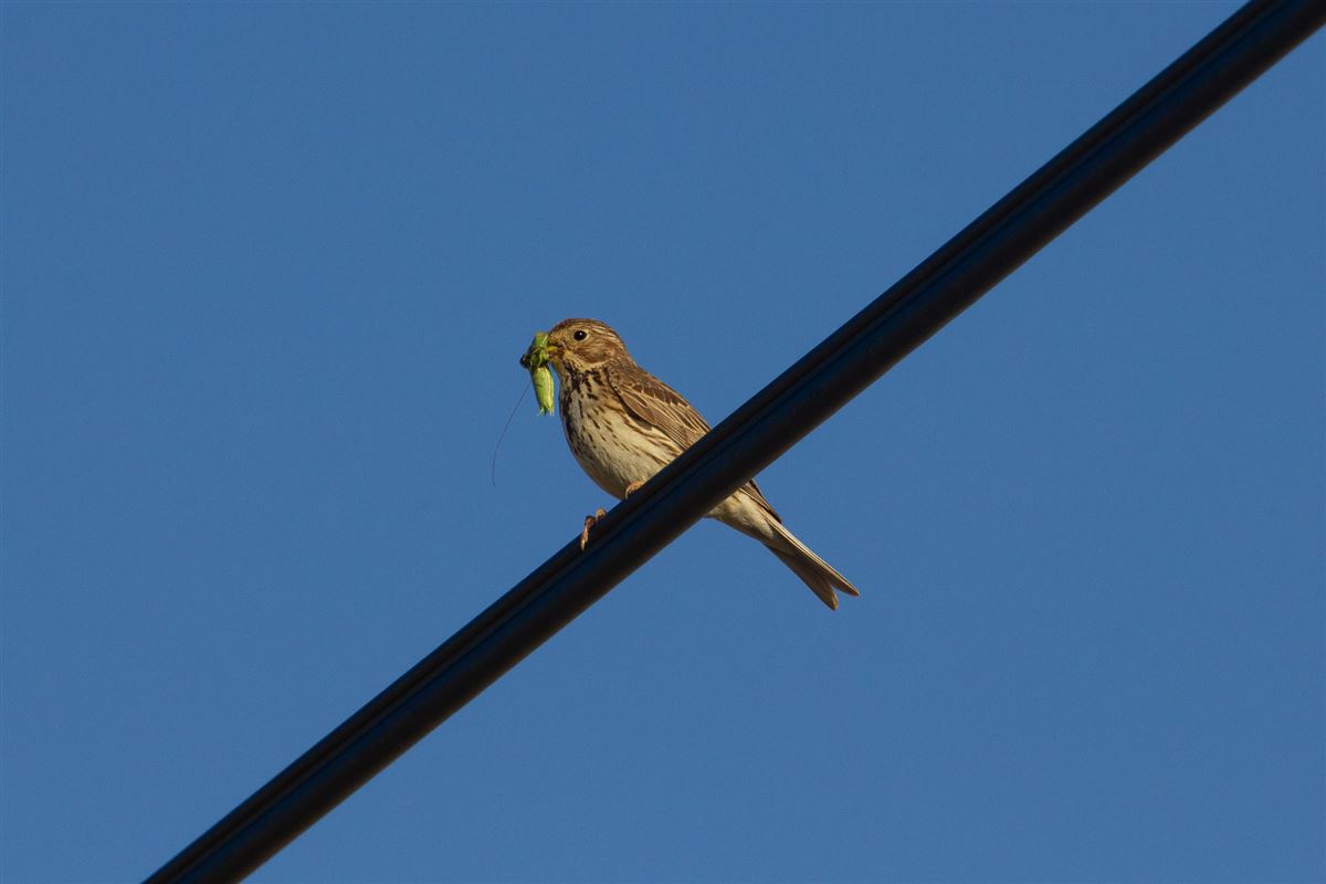 Corn Bunting