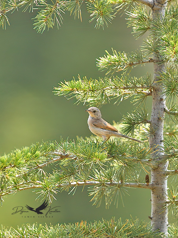 Spectacled Warbler