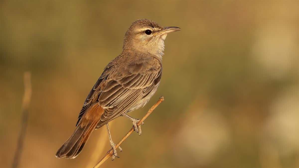 Rufous-tailed Scrub Robin