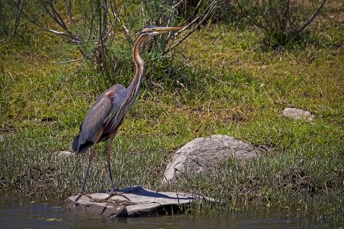 Purple Heron