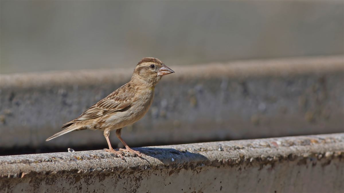 Rock Sparrow