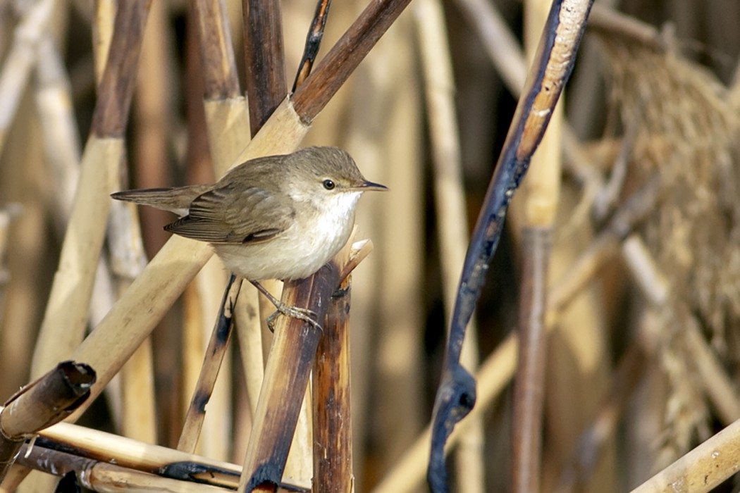 Common Reed Warbler
